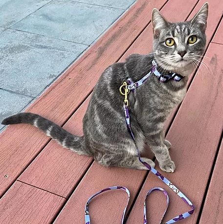 Bobby the Butterfly Cat Harness & Lead