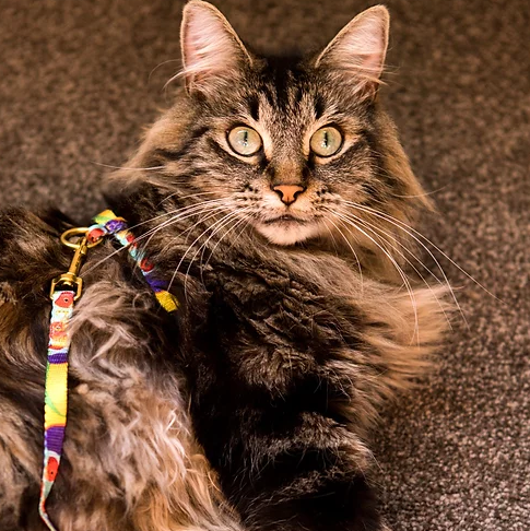 Gigi the Gouldian Finch Cat Harness & Lead