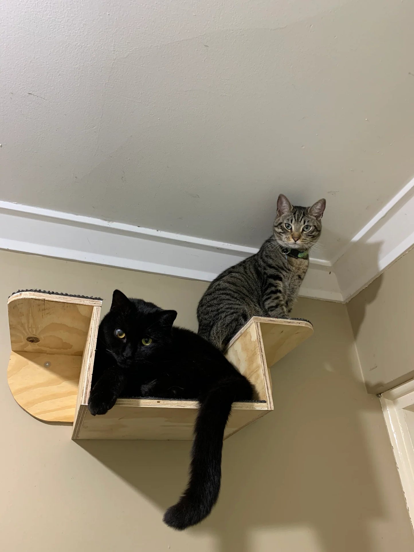 Cat Ledge Perch Wall Mounted