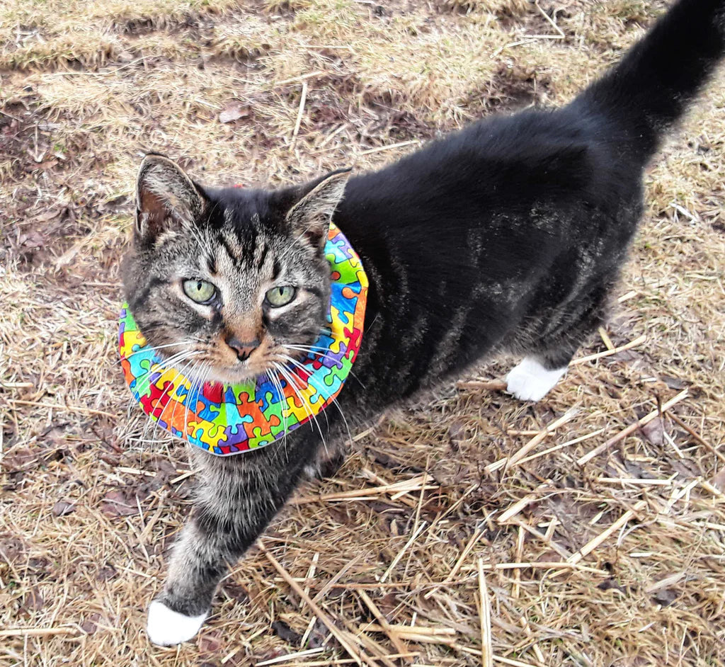Birdsbesafe collar deals