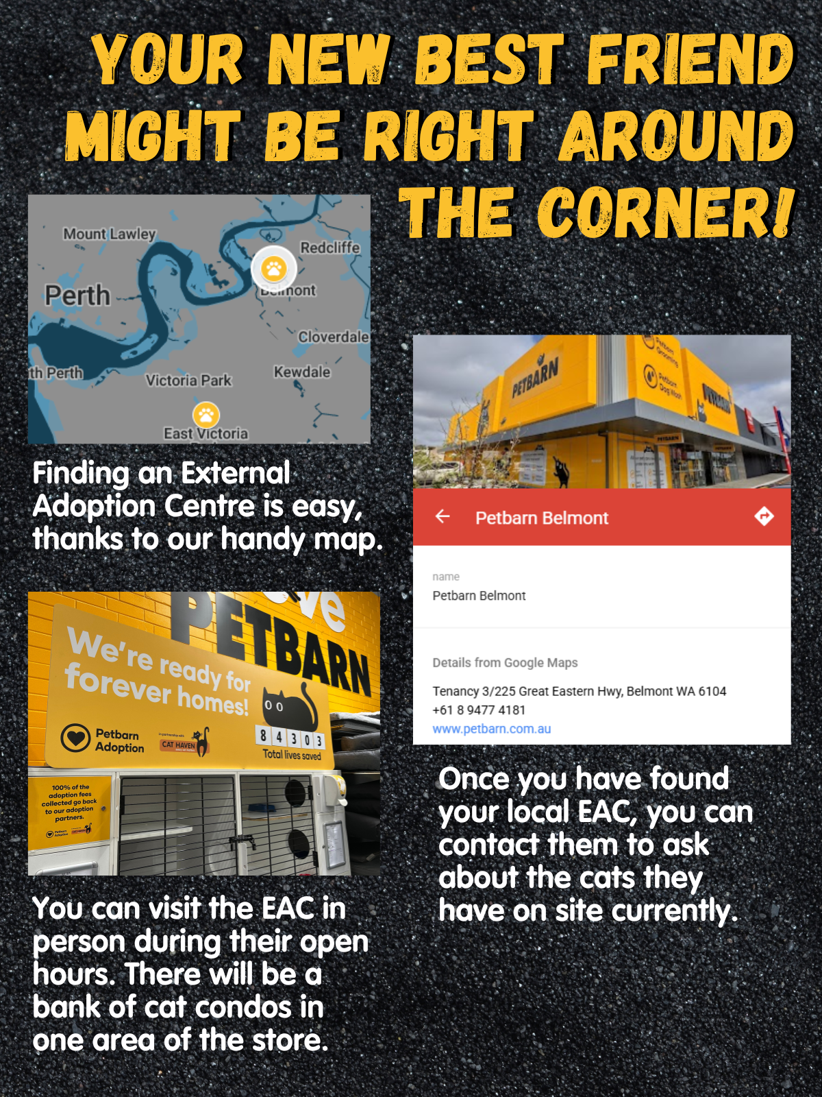 Finding an External Adoption Centre is easy, thanks to our handy map.
Once you have found your local EAC, you can contact them to ask about the cats they have on site currently.
You can visit the EAC in person during their open hours. There will be a bank of cat condos in one area of the store.