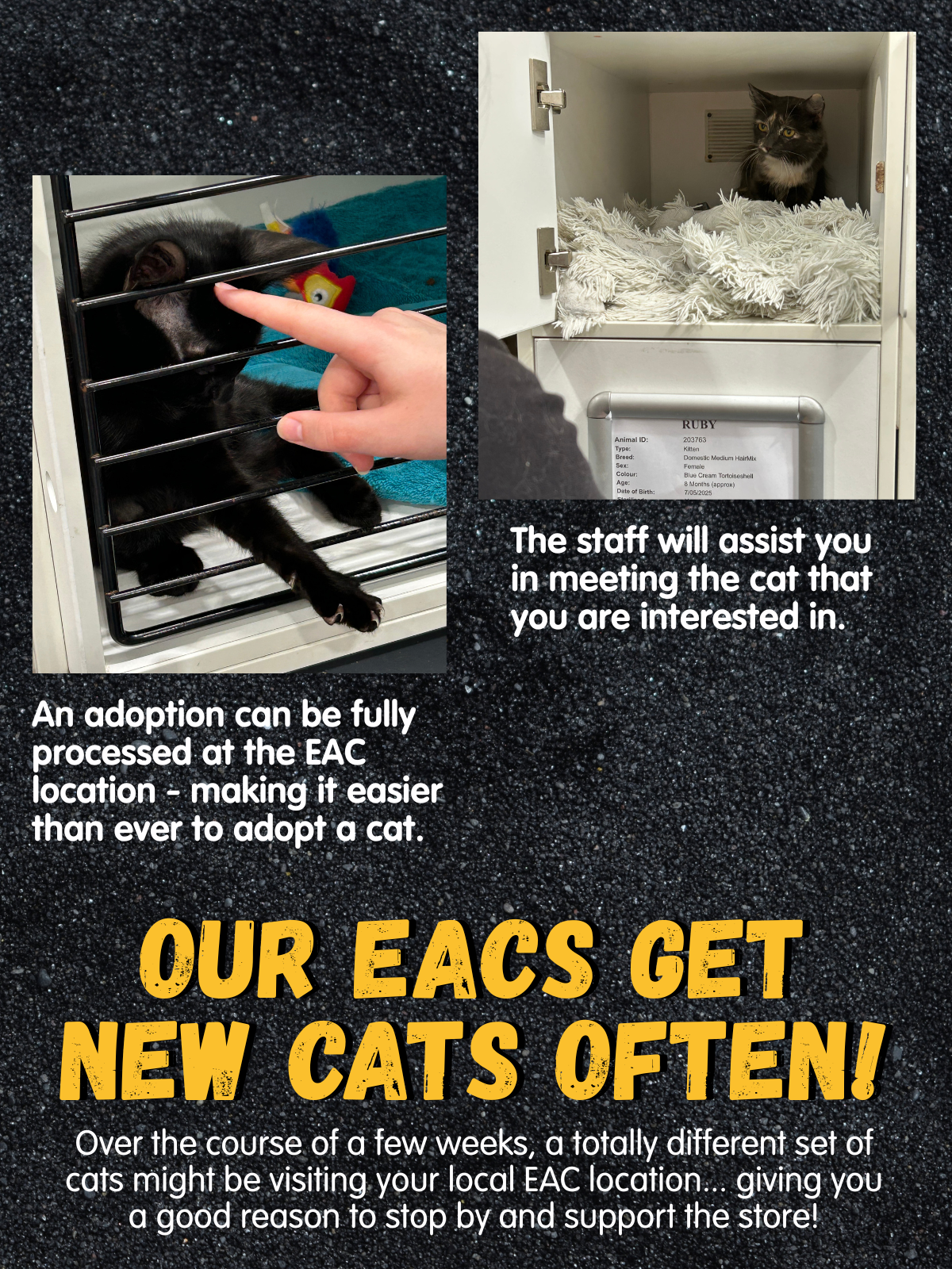 The staff will assist you in meeting the cat that you are interested in.
An adoption can be fully processed at the EAC location - making it easier than ever to adopt a cat.
Our EACs get new cats often! Over the course of a few weeks, a totally different set of cats might be visiting your local EAC location... giving you a good reason to stop by and support the store!
