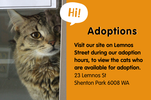 Adoptions - Come visit the cats available for adoption at 23 Lemnos St Shenton Park 6008 WA