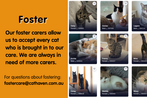 Our foster carers allow us to accept every cat who is brought in to our care. We are always in need of more carers.
For questions about fostering: fostercare@cathaven.com.au