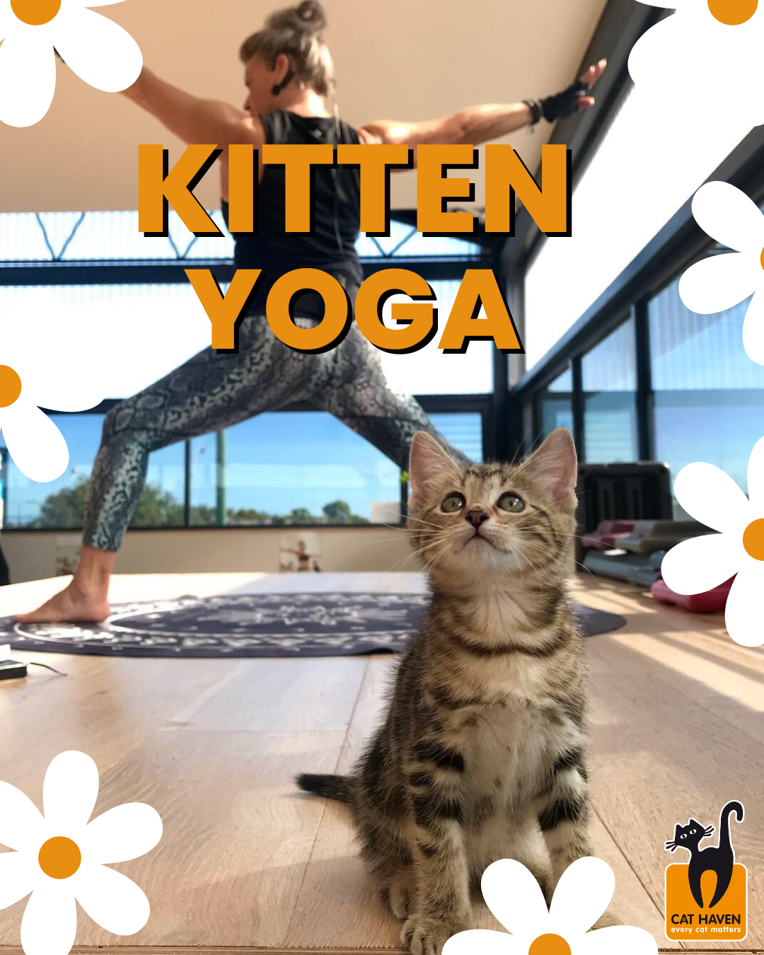 Kitten Yoga Gold's Gym South Fremantle 23rd March Cat Haven